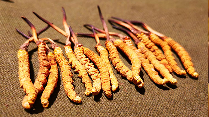 抖音上的冬蟲夏草能買嗎？謹(jǐn)慎抉擇，理性消費(fèi)