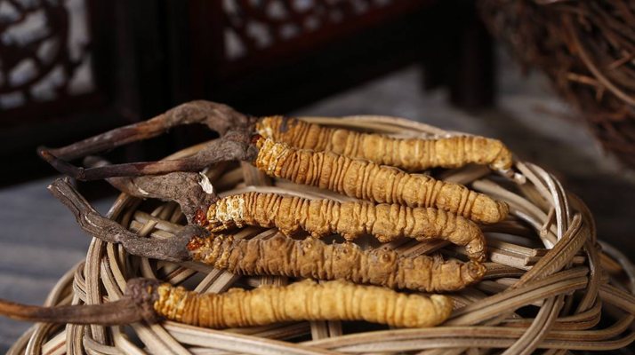 冬蟲夏草煲湯怎么煲好喝？營養(yǎng)與口感雙優(yōu)的實(shí)用指南