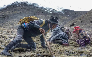 野生冬蟲夏草產(chǎn)地在哪里？核心產(chǎn)區(qū)與品質(zhì)特點解析