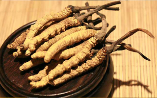 剛挖采的冬蟲夏草怎么辦？科學處理與儲存指南