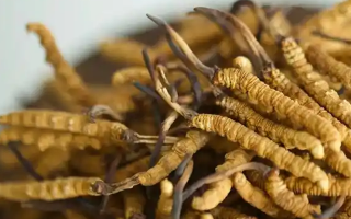 冬蟲夏草輔助調(diào)理病癥的方法：科學搭配與食用指南