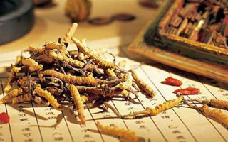 冬蟲夏草要多久才能形成？從蟲到草的時(shí)間跨度解析