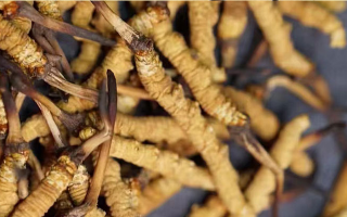 冬蟲夏草斷草多少錢一克？影響價格的關鍵因素解析