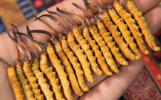 冬蟲夏草泡茶喝，這些功效你該知道