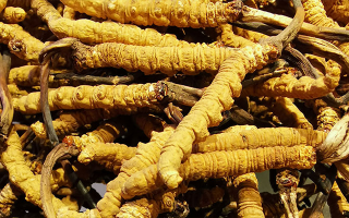 新鮮冬蟲(chóng)夏草一克多少錢？?jī)r(jià)格影響因素全解析