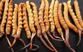 野生冬蟲夏草一根多少錢？?jī)r(jià)格背后的秘密?