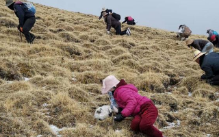 冬蟲夏草采挖看月份！4-7月各產(chǎn)區(qū)差異大，5-6月是“黃金窗口”