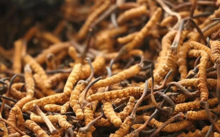鮮冬蟲夏草有保質(zhì)期嗎？儲存方式與時效全解析