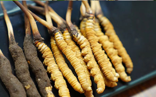 鮮冬蟲夏草泡酒：適宜酒品、搭配方案與飲用指南