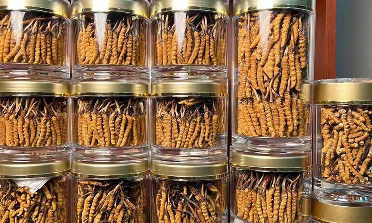 正宗冬蟲夏草能 “治” 哪些病