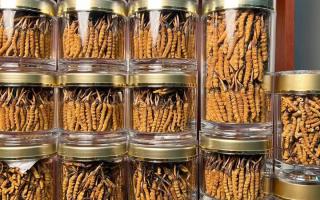 正宗冬蟲夏草能 “治” 哪些病？科學(xué)認(rèn)知其輔助調(diào)理作用