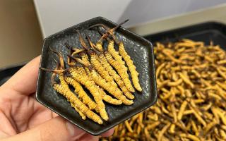 冬蟲夏草可以煲骨頭嗎？當然可以！這樣做營養(yǎng)翻倍