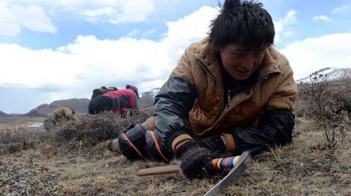 那曲<a href=http://www.ynrhw.com/sdph/wacr/ target=_blank class=infotextkey>挖草人</a>阿旺的蟲草采摘時間表