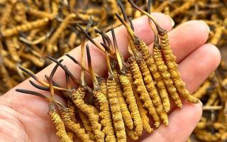 冬蟲夏草專家詳解：不同形態(tài)蟲草的保存方法與時(shí)限，避免營(yíng)養(yǎng)白白流失