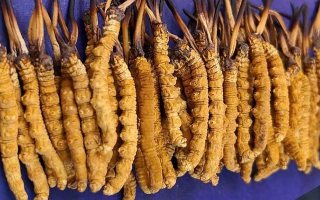 藏區(qū)牧民教你辨冬蟲夏草真假：跟著草原經(jīng)驗走準(zhǔn)沒錯