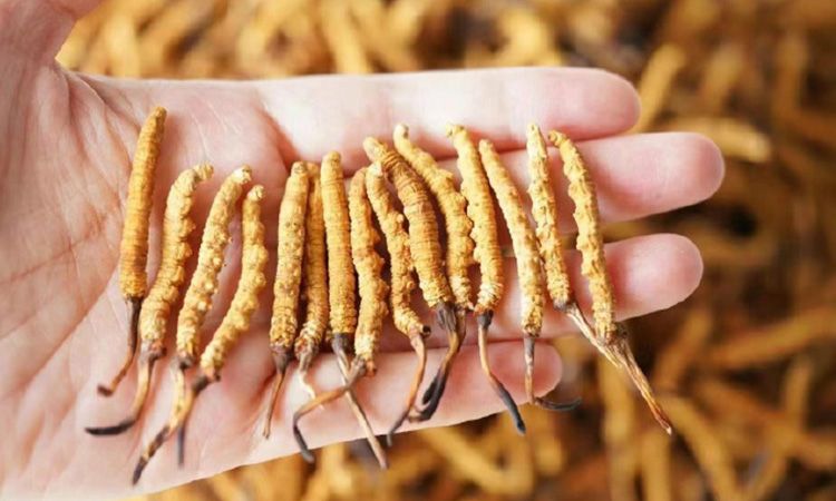 為啥說(shuō)頭期冬蟲(chóng)夏草品質(zhì)最好