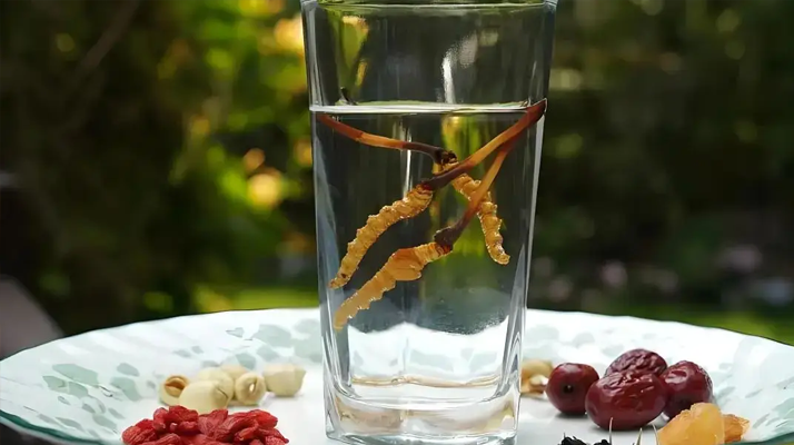 人參配蟲草泡酒，泡多久才好喝 