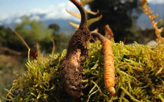 野生冬蟲(chóng)夏草長(zhǎng)什么樣？我跟你嘮嘮-西藏那曲蟲(chóng)草網(wǎng)