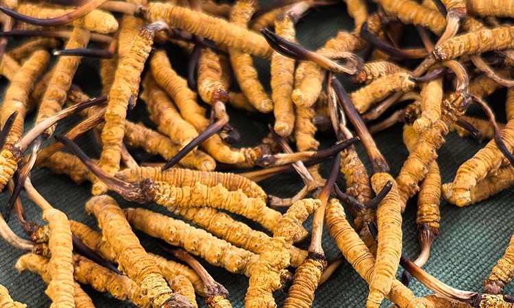 燉了二十年蟲草湯，這口感我太熟了，跟你細細說