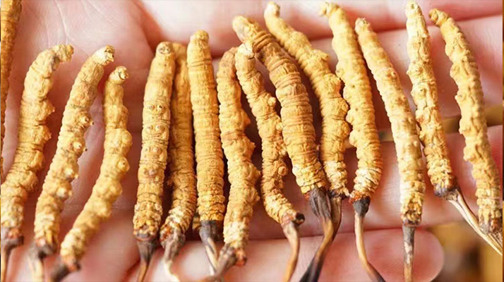 冬蟲夏草最佳購買時間：選對時機，兼顧品質(zhì)與性價比