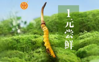 在高海拔山上怎么識別冬蟲夏草
