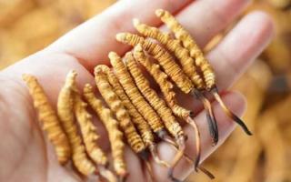 東強堂科普：3克冬蟲夏草是幾根？那曲源頭品牌教你精準換算