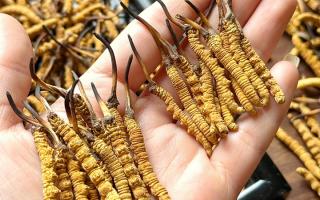 東強堂科普：雪山冬蟲夏草無“葉”！那曲珍品的草頭形態(tài)藏著品質(zhì)密碼