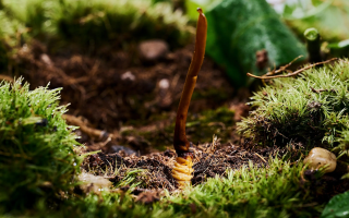  冬蟲夏草的市場(chǎng)價(jià)格受哪些因素影響？