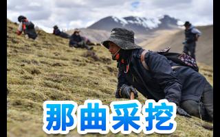 東強(qiáng)堂·那曲/玉樹(shù)蟲(chóng)草：雪域秘境孕育的滋補(bǔ)瑰寶-西藏那曲蟲(chóng)草網(wǎng)