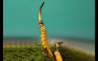  雪山冬蟲(chóng)夏草的生長(zhǎng)周期是多久？-西藏那曲蟲(chóng)草網(wǎng)