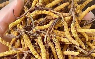 權(quán)威指南：熬一鍋湯放幾根冬蟲夏草？藏域珍饈的科學用量標準