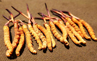 權威解讀：冬蟲夏草燉雞湯，藏域滋養(yǎng)與家常美味的雙向奔赴