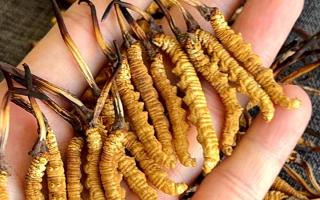 權(quán)威解答：冬蟲夏草可以放水燉嗎？藏域珍饈的科學(xué)燉煮指南