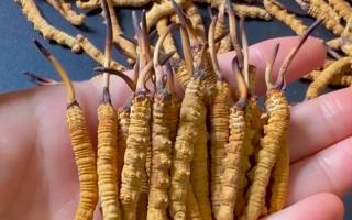 百合冬蟲夏草枸杞紅棗湯，西藏那曲蟲草網(wǎng)教你燉出秋冬滋養(yǎng)暖湯