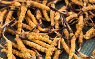 新鮮那曲高海拔冬蟲夏草，解鎖雪域鮮純滋養(yǎng)新體驗