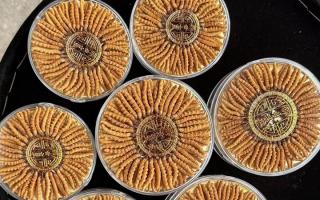 100塊錢一盒冬蟲夏草能買嗎？行業(yè)權(quán)威拆解+避坑指南