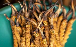 900根一斤的冬蟲夏草價(jià)格多少？西藏那曲蟲草網(wǎng)揭秘2026年最新行情及選購指南