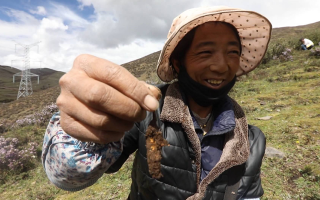 西藏哪個(gè)地區(qū)冬蟲夏草好？那曲蟲草穩(wěn)居品質(zhì)之巔