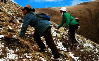 冬蟲(chóng)夏草如何區(qū)別好壞？那曲行業(yè)平臺(tái)教你4步精準(zhǔn)鑒別