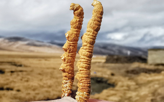 西寧冬蟲夏草市場在哪？那曲行業(yè)平臺詳解核心交易市場