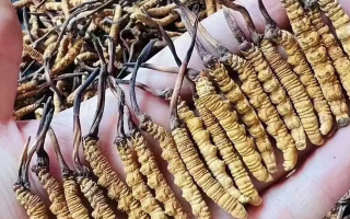 冬蟲夏草行情解析：那曲優(yōu)質(zhì)草穩(wěn)挺高位，兩極分化凸顯