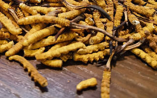 揭秘：什么樣的冬蟲夏草品質(zhì)最好？