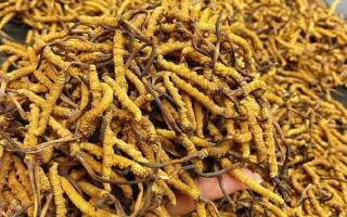 揭秘冬蟲(chóng)夏草的形成原因｜西藏那曲蟲(chóng)草網(wǎng)行業(yè)科普