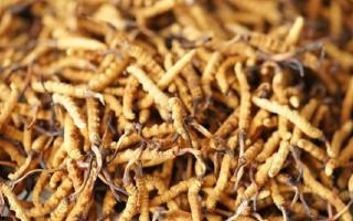 2026年4月冬蟲(chóng)夏草行情解讀｜行業(yè)分析