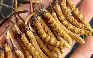 冬蟲夏草對(duì)身體有什么用？那曲蟲草行業(yè)網(wǎng)站詳解核心功效