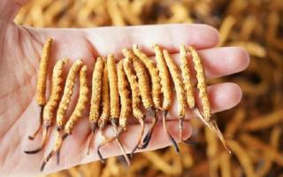 純正宗那曲冬蟲夏草一根多少錢？2026年單根價(jià)格全景指南