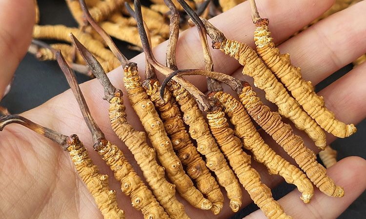 <a href=http://www.ynrhw.com/s/cczjjd target=_blank class=infotextkey>冬蟲(chóng)夏草真假鑒定</a>