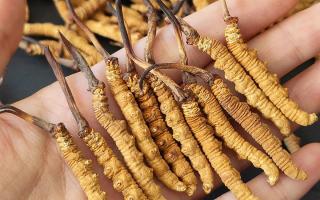 市場(chǎng)冬蟲夏草真假鑒定指南：那曲產(chǎn)區(qū)教你避坑保真