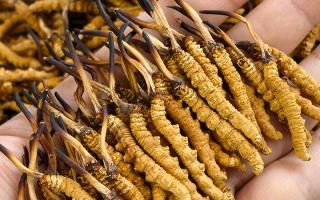 如何才能買到真冬蟲夏草？藏農(nóng)神草那曲源頭品牌，教你避坑不踩雷