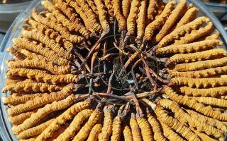 冬蟲夏草保存盒能放多久？藏農(nóng)神草那曲源頭品牌，教你科學(xué)存出好品質(zhì)